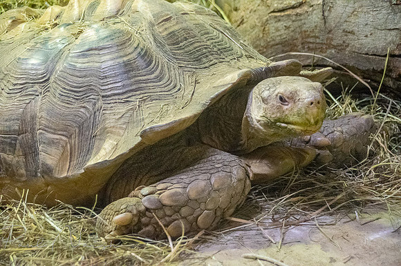 Tortoise1