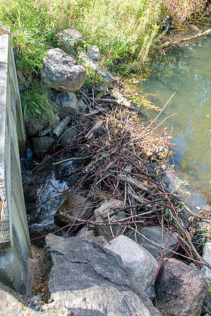 Beaver Dam on West Duffins Creek. Second Bridge