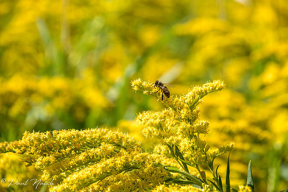 Bee on Golden Rod