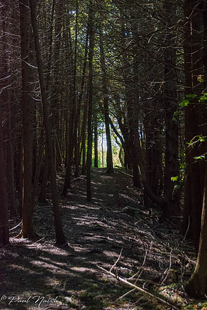 Into the light. Trail leading to field.