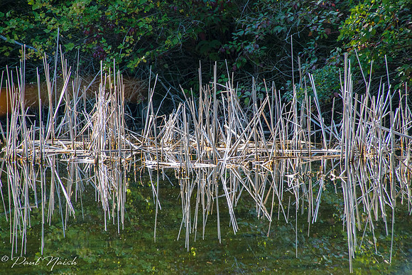 Pond