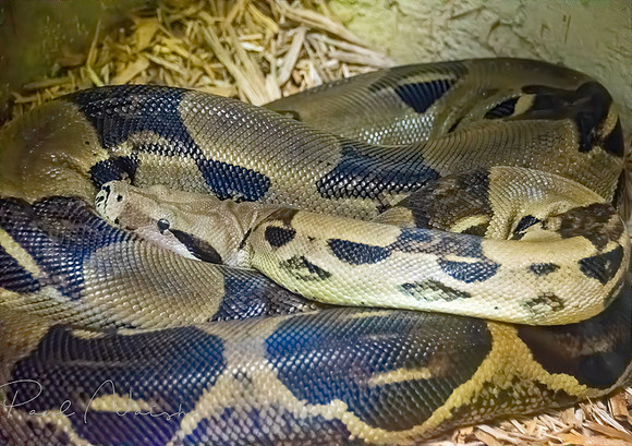 Python1