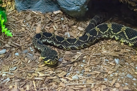 Eastern Diamondback Rattlesnake
