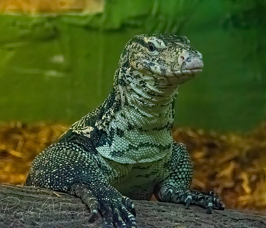 Asian Water Monitor