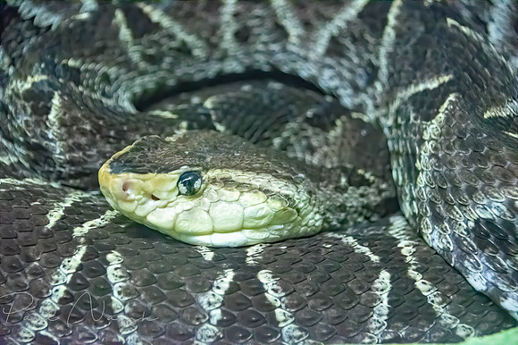 Fer-De-Lance a.k.a. Terciopelo