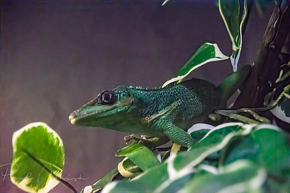 Lizard