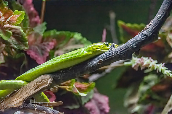 Snake1