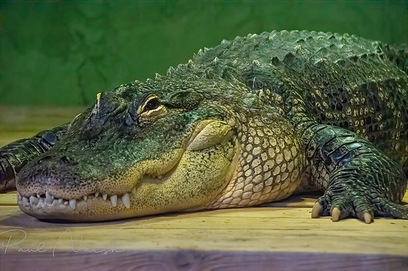 American Alligator