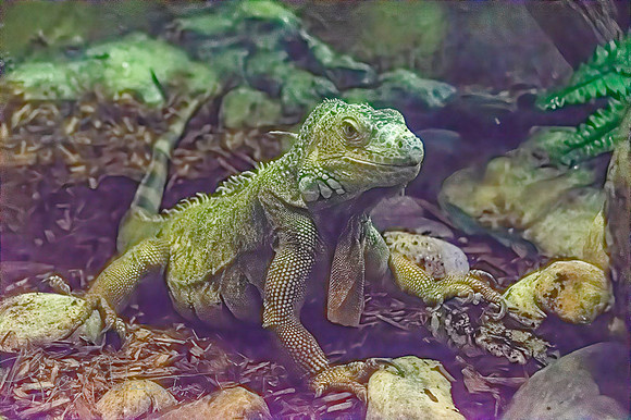 Green Iquana