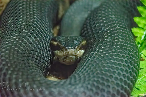 Cottonmouth a.k.a. Water Moccasin