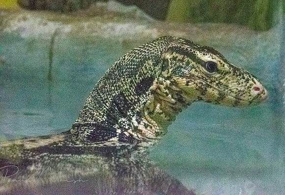 Asian Water Monitor