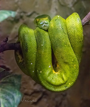 Green Tree Python