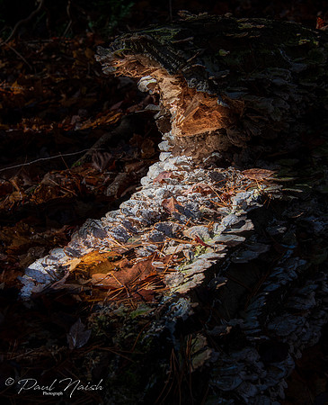 Hollidge Tract