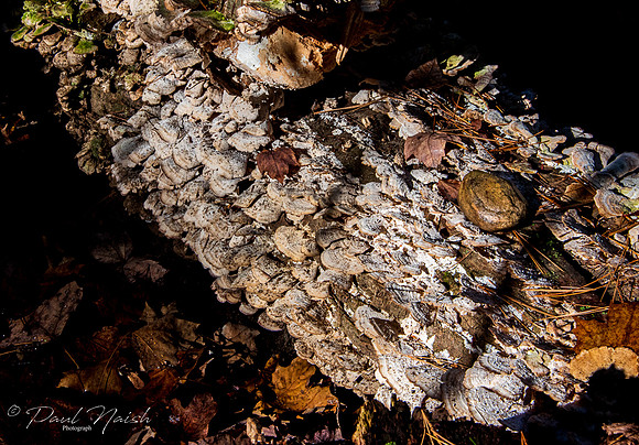 Hollidge Tract