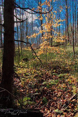 Hollidge Tract