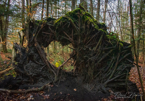 Hollidge Tract
