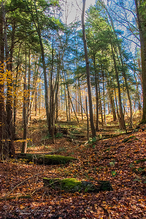 Hollidge Tract