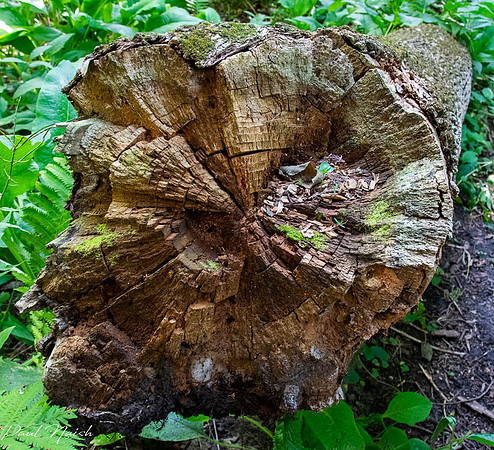 Tree End