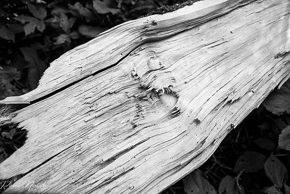 Sheared Tree Trunk