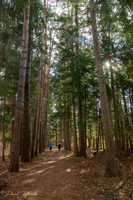 Maxwell's Mill Ruins / Orchard Trail