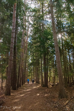 Maxwell's Mill Ruins / Orchard Trail