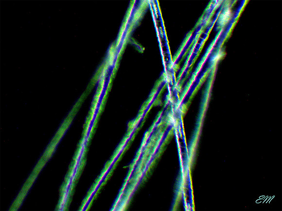 Human Hair under a Darkfield Microscope