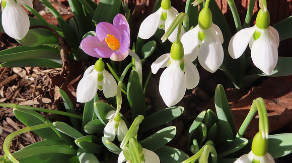 Snowdrops and Crocus-Harbingers of Spring