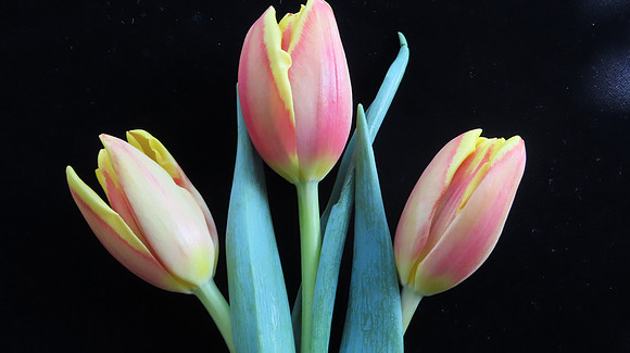 Tulip Time!