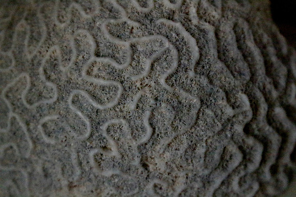 Mary - Brain Coral 2