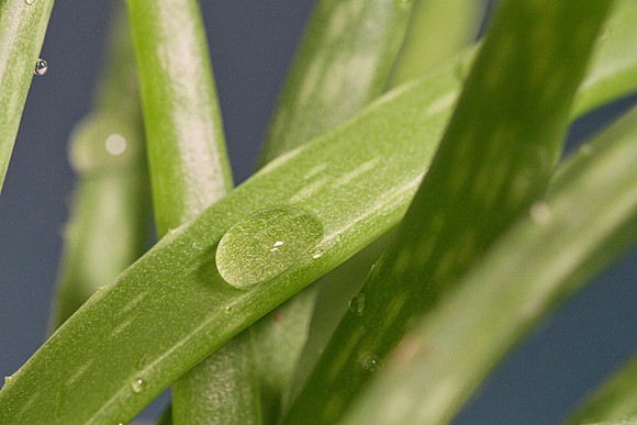 Small drop of water on aloe