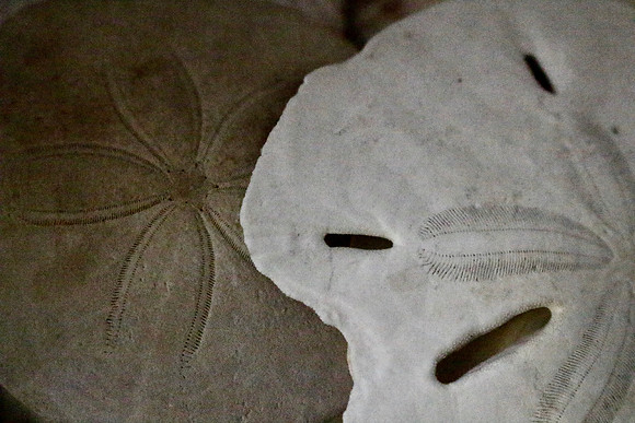 Mary - Sand Dollars, Sarasota, FL