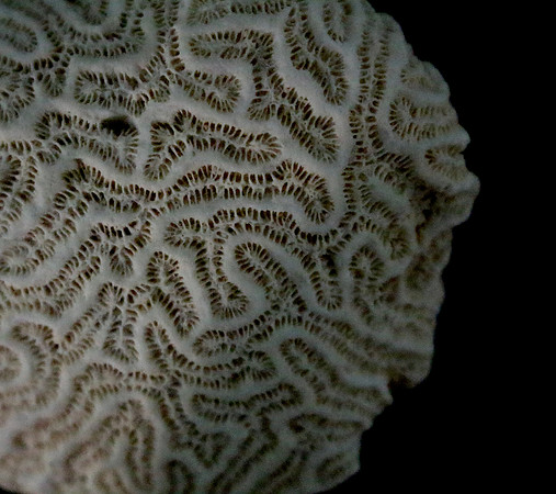 Mary - Brain Coral 1