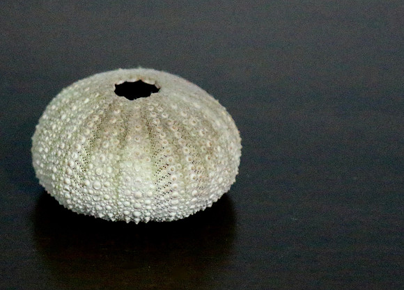 Mary - Seaside Treasure 1
