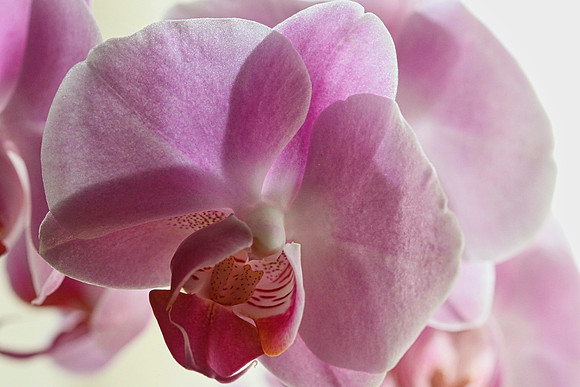 Orchid