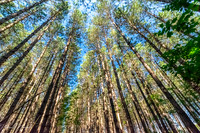 Walker Woods and Woodmill