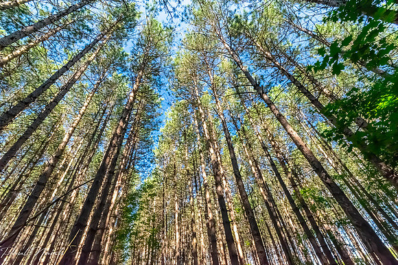 Walker Woods and Woodmill
