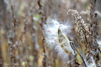 Milk Weed