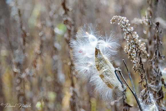 Milk Weed
