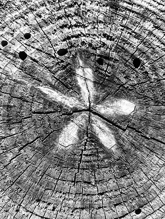 Flower Impression Stump