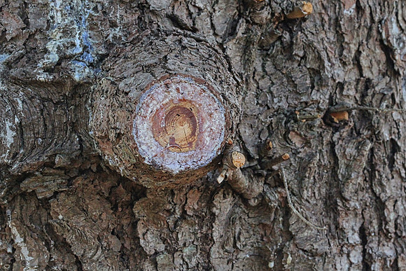 Tree bark