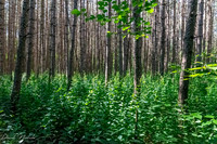 Walker Woods and Woodmill