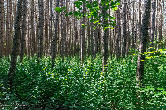 Walker Woods and Woodmill