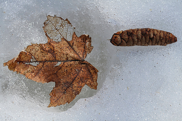 Leaf & pine cone