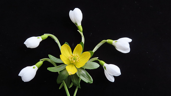 Spring Floral Mosaic- Aconite & Snowdrops
