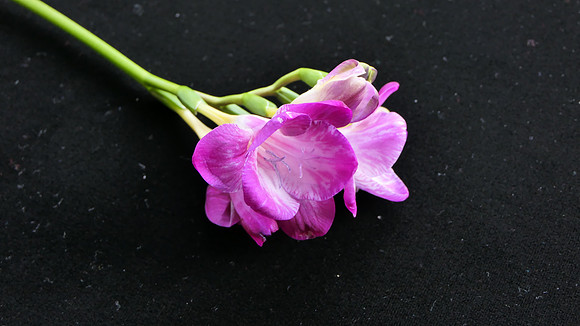 Freesia Blossom