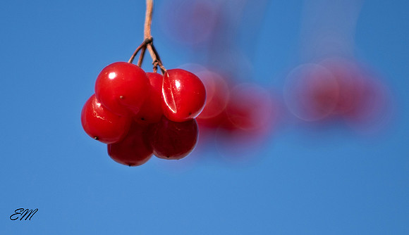 Frozen Berries by the Pond
