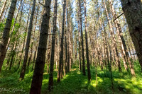 Walker Woods and Woodmill