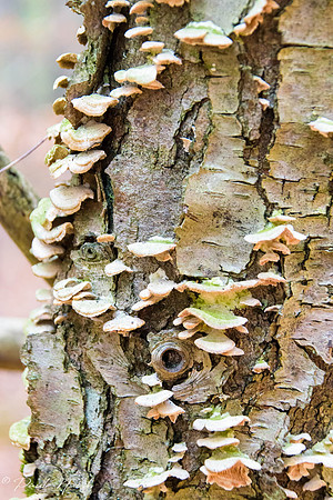 Fungus