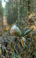 Milk Weed