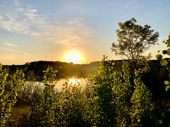 Golden Glow
